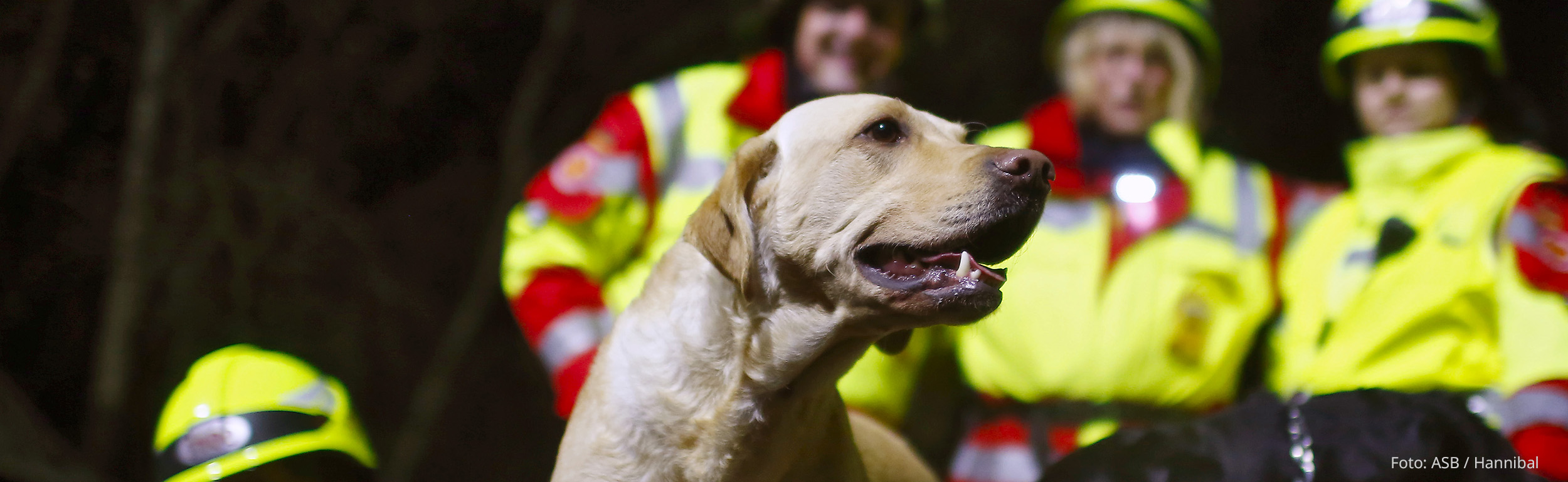 Rettungshund im Vordergrund, Rettungshundeführer:innen im Hintergrund